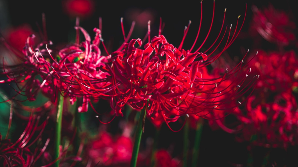 Vẻ đẹp của hoa bỉ ngạn này thực sự giống như tiếng chuông lớn đánh mạnh vào lồng ngực và cảm xúc của mọi người. Bạn hãy nhìn thảm hoa lớn đỏ tươi như màu máu, ma mị, sởn gai ốc lại đẹp đến rúng động.