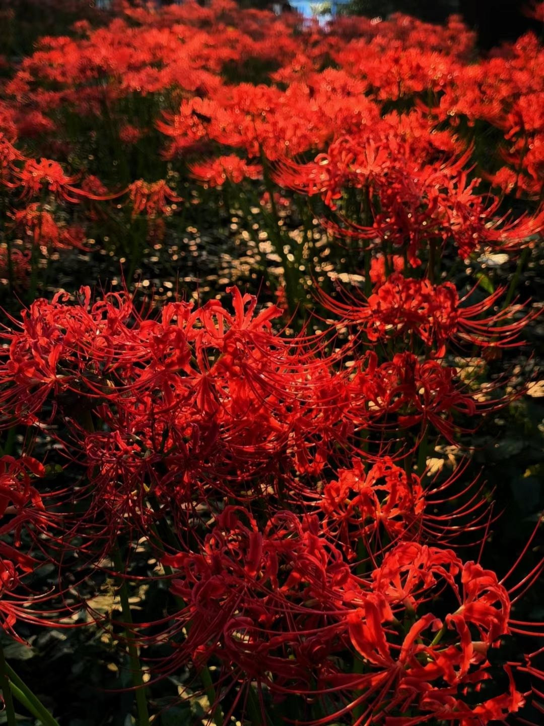 Những chùm ánh sáng xuyên qua tán cây, nhảy múa trên những cánh hoa dài mảnh khảnh, làn gió thổi qua nhẹ nhàng, những bông hoa đu đưa như có linh hồn ẩn giấu. Loài hoa này càng thần bí hơn khi được ngắm trong đêm. Sự tương phản giữa đêm đen và màu hoa đỏ máu rợn ngợp khiến người ta sợ hãi. 