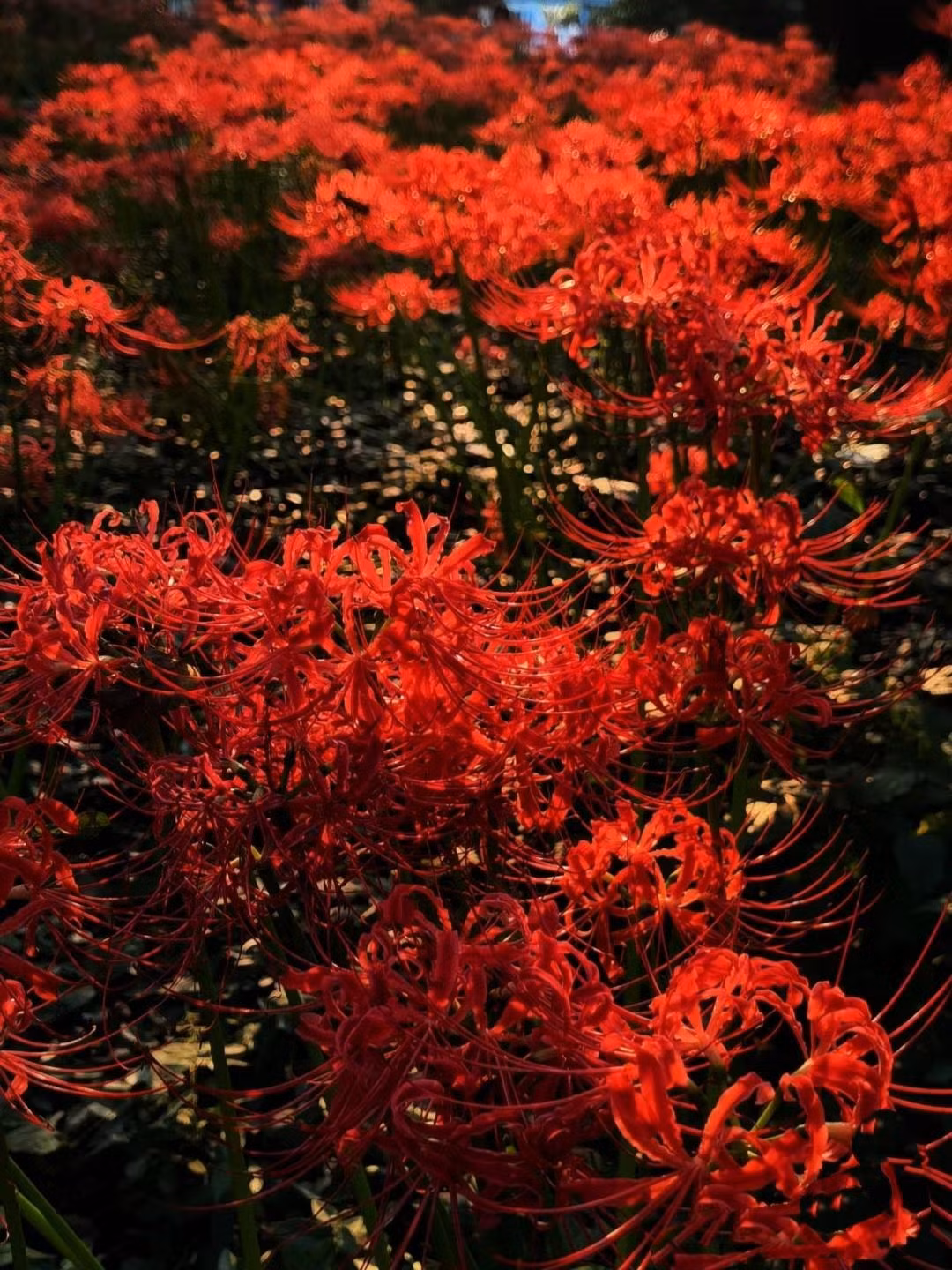 Những chùm ánh sáng xuyên qua tán cây, nhảy múa trên những cánh hoa dài mảnh khảnh, làn gió thổi qua nhẹ nhàng, những bông hoa đu đưa như có linh hồn ẩn giấu. Loài hoa này càng thần bí hơn khi được ngắm trong đêm. Sự tương phản giữa đêm đen và màu hoa đỏ máu rợn ngợp khiến người ta sợ hãi. 