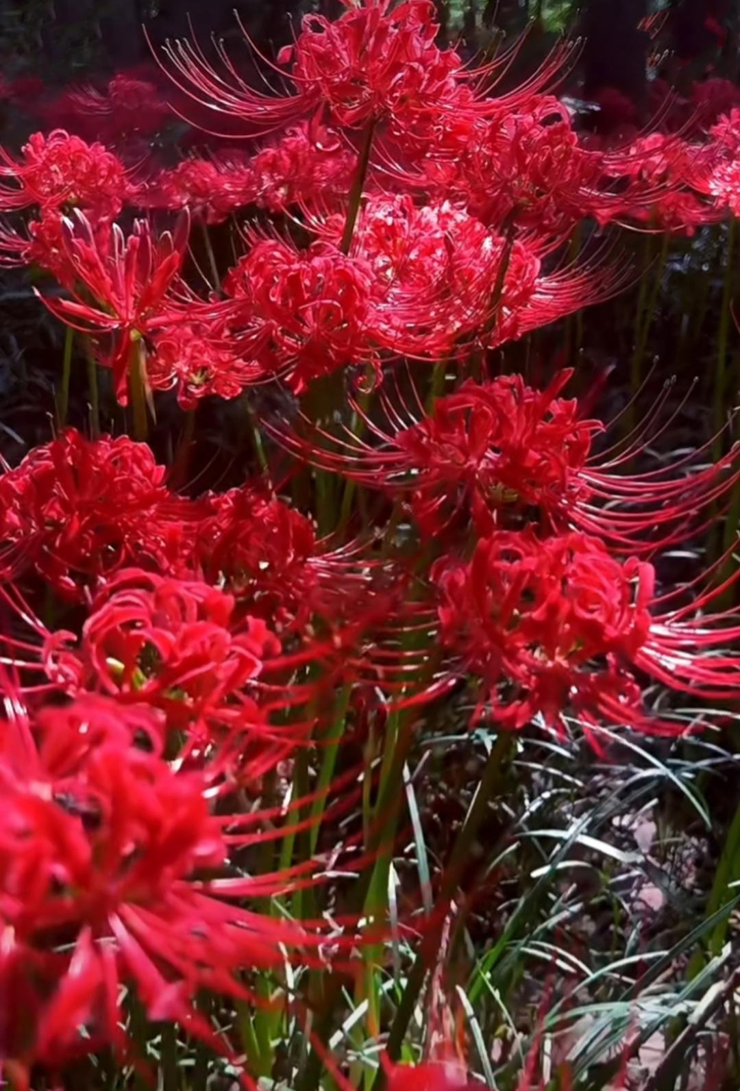  Bỉ ngạn thu hút mọi người bởi vẻ đẹp độc đáo và màu sắc huyền bí. Bỉ ngạn là một loại thảo mộc lâu năm có nguồn gốc từ Đông Á. Mặc dù chúng có cả màu vàng, màu trắng nhưng màu đỏ vẫn gây ấn tượng hơn cả. Hoa màu đỏ rực như máu, giống như máu cháy nên được gọi là “hoa quỷ”, "hoa ma", "hoa của thế giới bên kia", "vẻ đẹp chết chóc"... Ảnh minh họa Toutiao