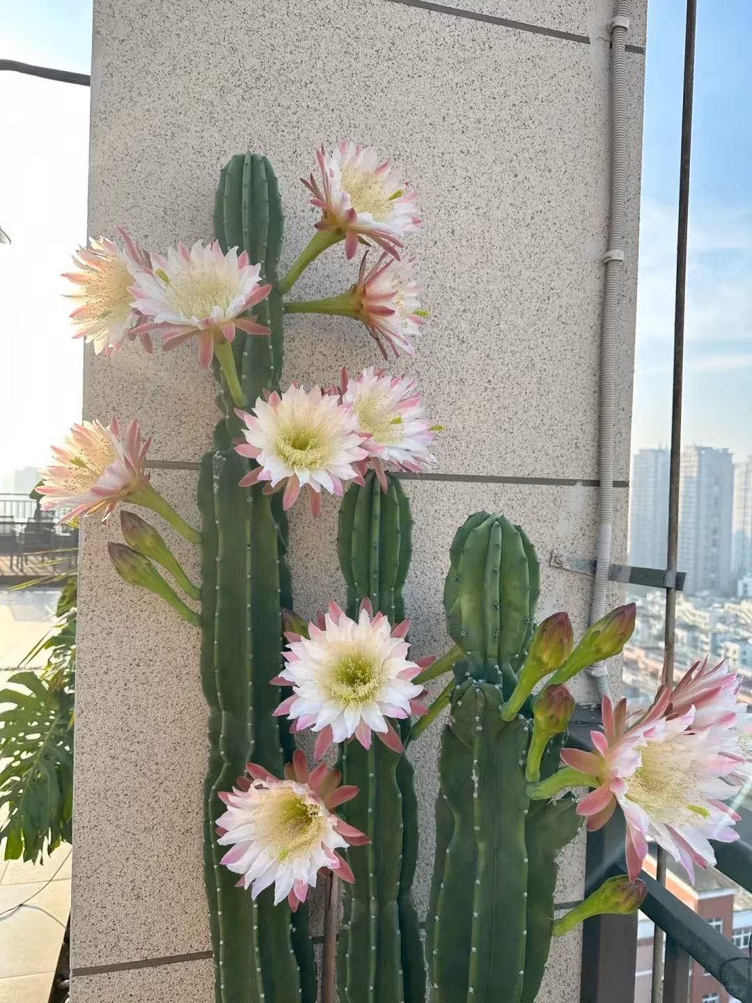  Những chiếc gai của chúng có tác dụng bảo vệ ngôi nhà, chống lại tà khí, xua đuổi ma quỷ, xui xẻo, mang lại tốt lành, bình yên cho gia đình. Hơn nữa, cây cảnh này có khả năng thanh lọc không khí, chống lại các tia bức xạ cực tốt từ đồ dùng điện tử trong nhà, rất tốt cho sức khỏe. 