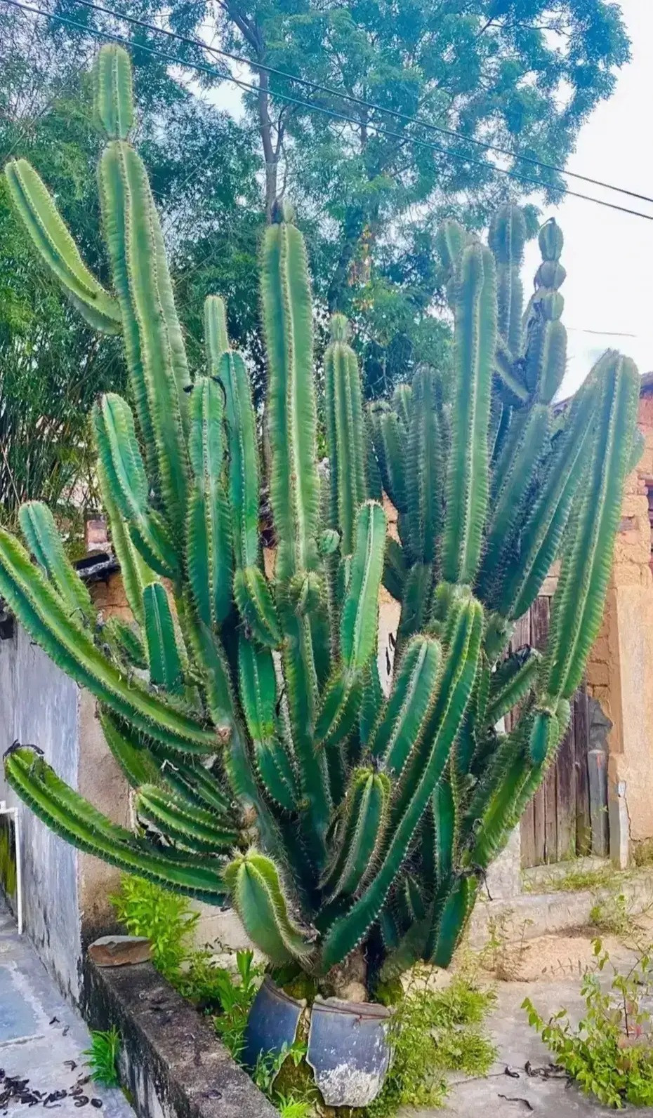 Với cái tên "thước đo bầu trời" hay "trụ bất tử", dáng vẻ cao lớn, bất khuất, khổng lồ, vươn thẳng lên trời như thách thức với trời xanh, cây cảnh này đã gánh trên vai trách nhiệm nặng nề trong phong thủy. 