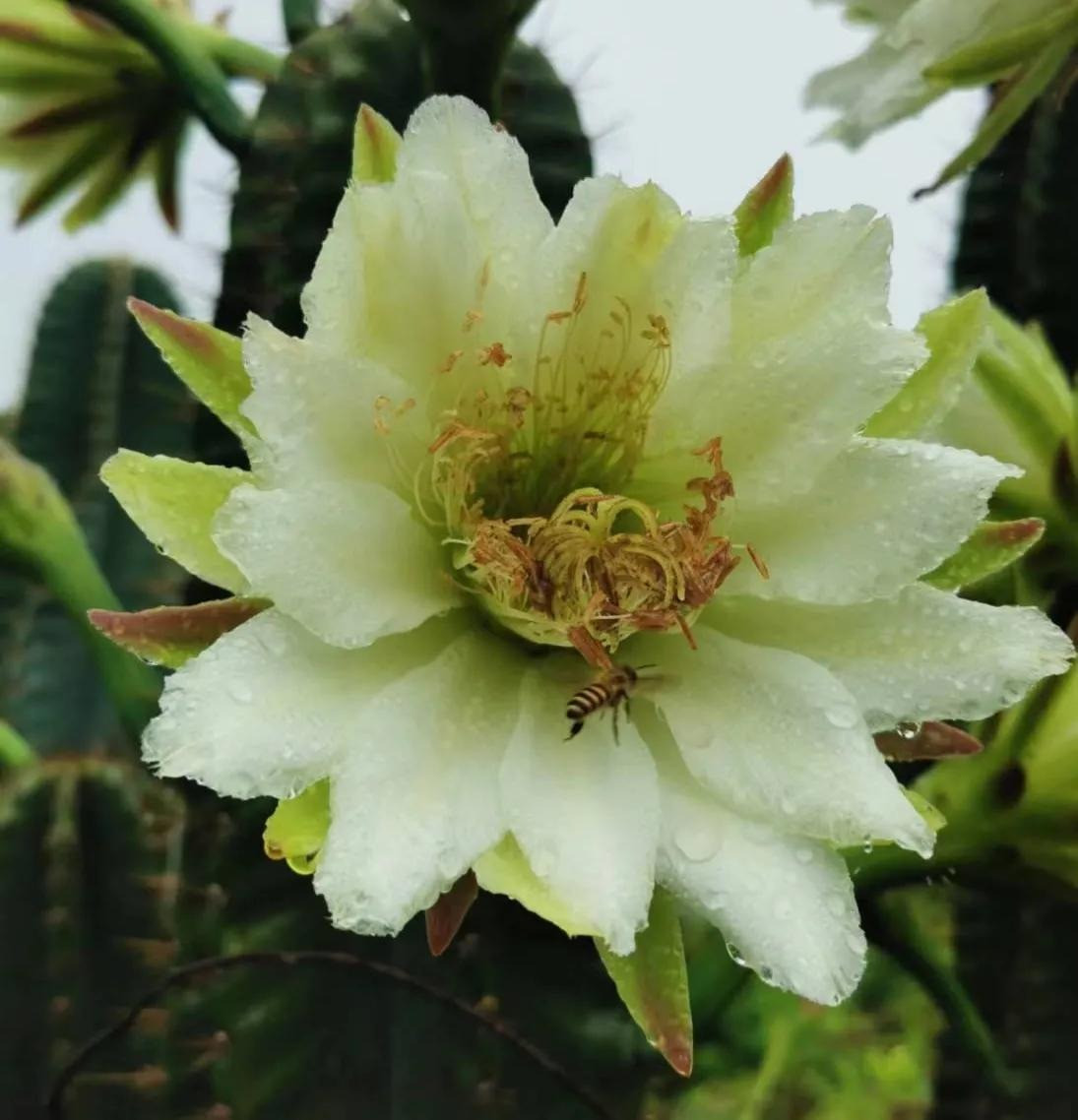 Khác với vẻ ngoài cộc lốc và những chiếc gai nhọn hoắt hung dữ, hoa của xương rồng trụ lại cực kỳ mềm mại, tươi tắn, lộng lẫy. Chúng nở hoa vào ban đêm như dạ quỳnh, mỗi bông hoa trắng cũng giống như hoa dạ quỳnh, nở trên cây hàng trăm bông, rất ngoạn mục. 