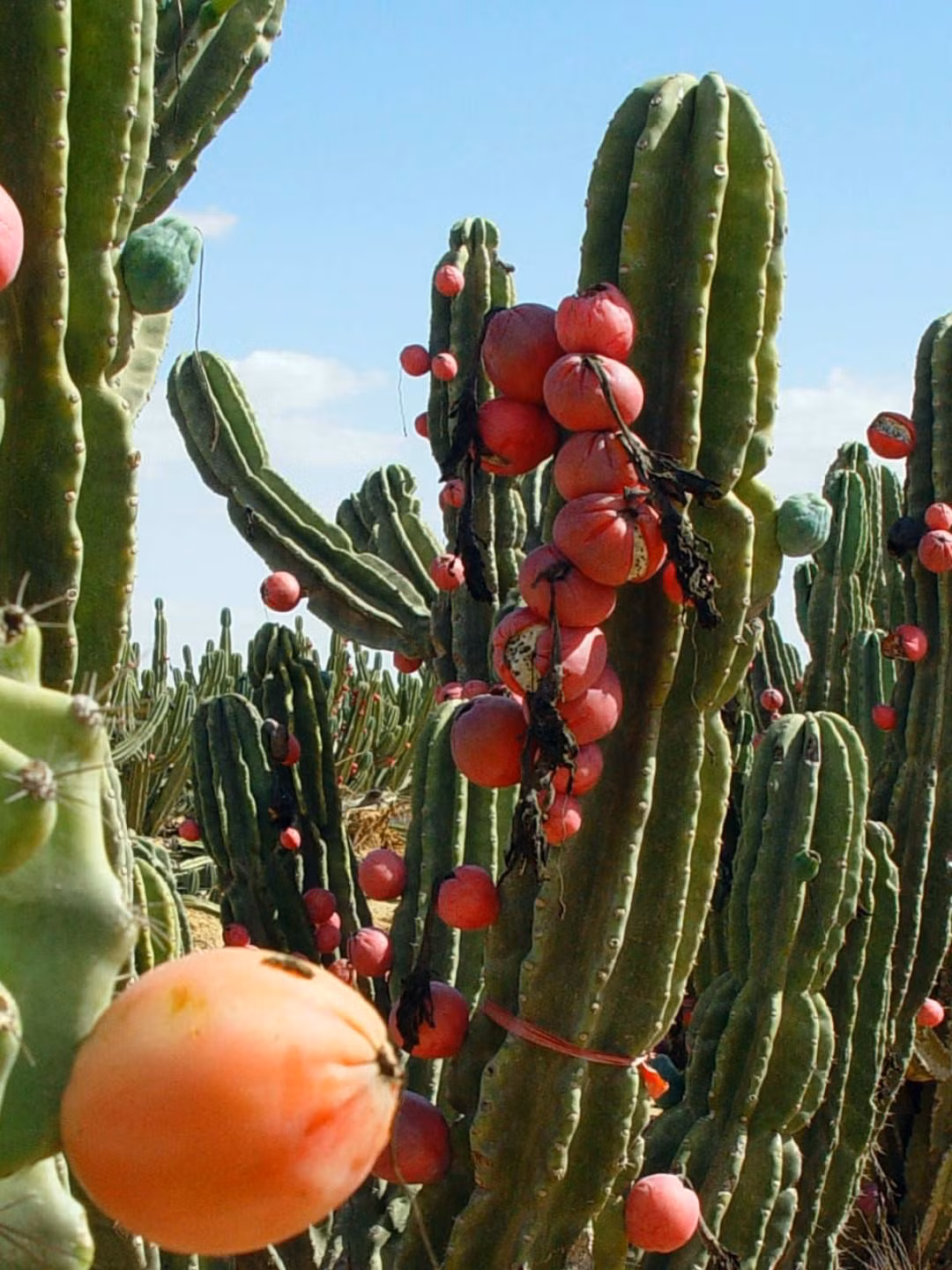  Chúng đóng vai trò quan trọng trong việc bảo vệ sức khỏe của ngôi nhà, đồng thời có thể mang lại may mắn và có vai trò bảo vệ ngôi nhà. Xương rồng trụ càng cao càng hấp thụ được nhiều hào quang của đất trời hơn và mang lại nhiều may mắn, phước lành cho gia đình. 
