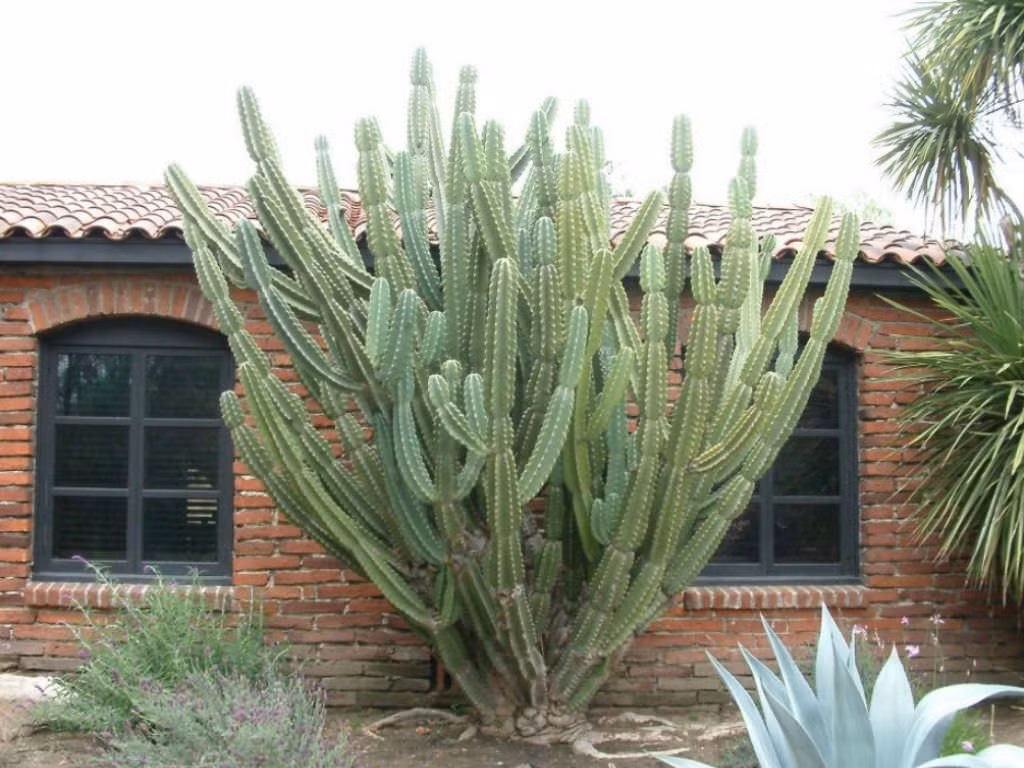  Chúng còn được gọi là "trụ bất tử" vì khả năng sống mãnh liệt. Có nhiều người bỏ quên chậu cây này ở góc vườn và chúng lớn như thổi, cảm giác như "ăn phải bột nở", chẳng mấy chốc thành cây cảnh uy nghiêm, bá đạo.