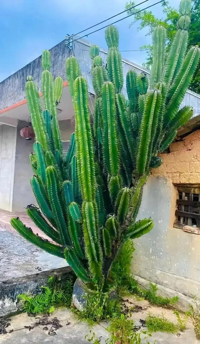  Cây cảnh này còn được gọi là "trụ bất tử" vì khả năng sống mãnh liệt. Có nhiều người bỏ quên chậu cây này ở góc vườn và chúng lớn như thổi, cảm giác như "ăn phải bột nở", chẳng mấy chốc thành cây cảnh uy nghiêm, bá đạo.