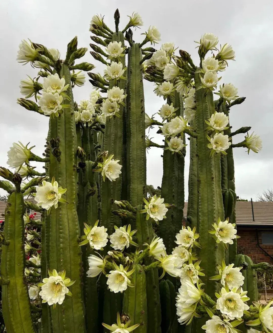  Hai đến sáu gai mọc ra từ chúng không bằng nhau. Gai có thể có màu từ mật ong đến nâu. Những gai này có thể dài tới 0,1–7 cm và ở những cây trưởng thành hoàn toàn, chúng được phân bố đều trên các gân, cách nhau từ 2,5 đến 3 cm. 