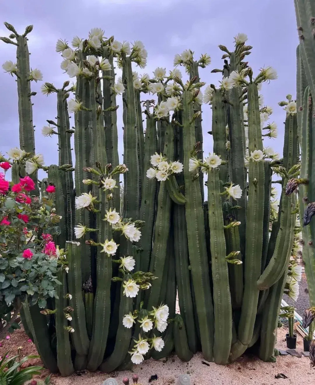  Hoa của cây xương rồng trụ tươi tắn, trong như ngọc và có mùi hoa đẹp. Một cây gai góc lại có thể nở hoa đẹp như vậy trong môi trường khắc nghiệt, tượng trưng cho tinh thần mạnh mẽ, kiên cường và truyền cảm hứng cho mọi người.