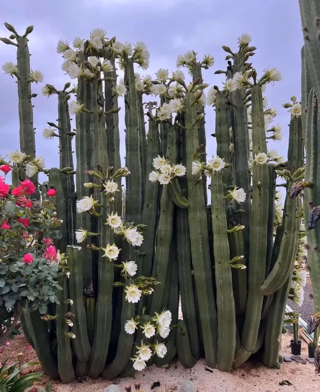  Hoa của cây xương rồng trụ tươi tắn, trong như ngọc và có mùi hoa đẹp. Một cây gai góc lại có thể nở hoa đẹp như vậy trong môi trường khắc nghiệt, tượng trưng cho tinh thần mạnh mẽ, kiên cường và truyền cảm hứng cho mọi người.