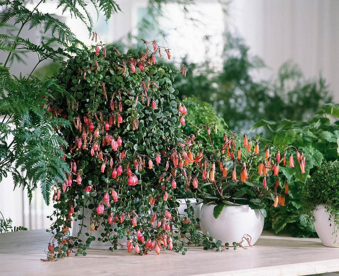 Cây cảnh nữ hoàng, đẹp không góc chết - Hình 11 Cay canh nu hoang, dep khong goc chet-Hinh-11