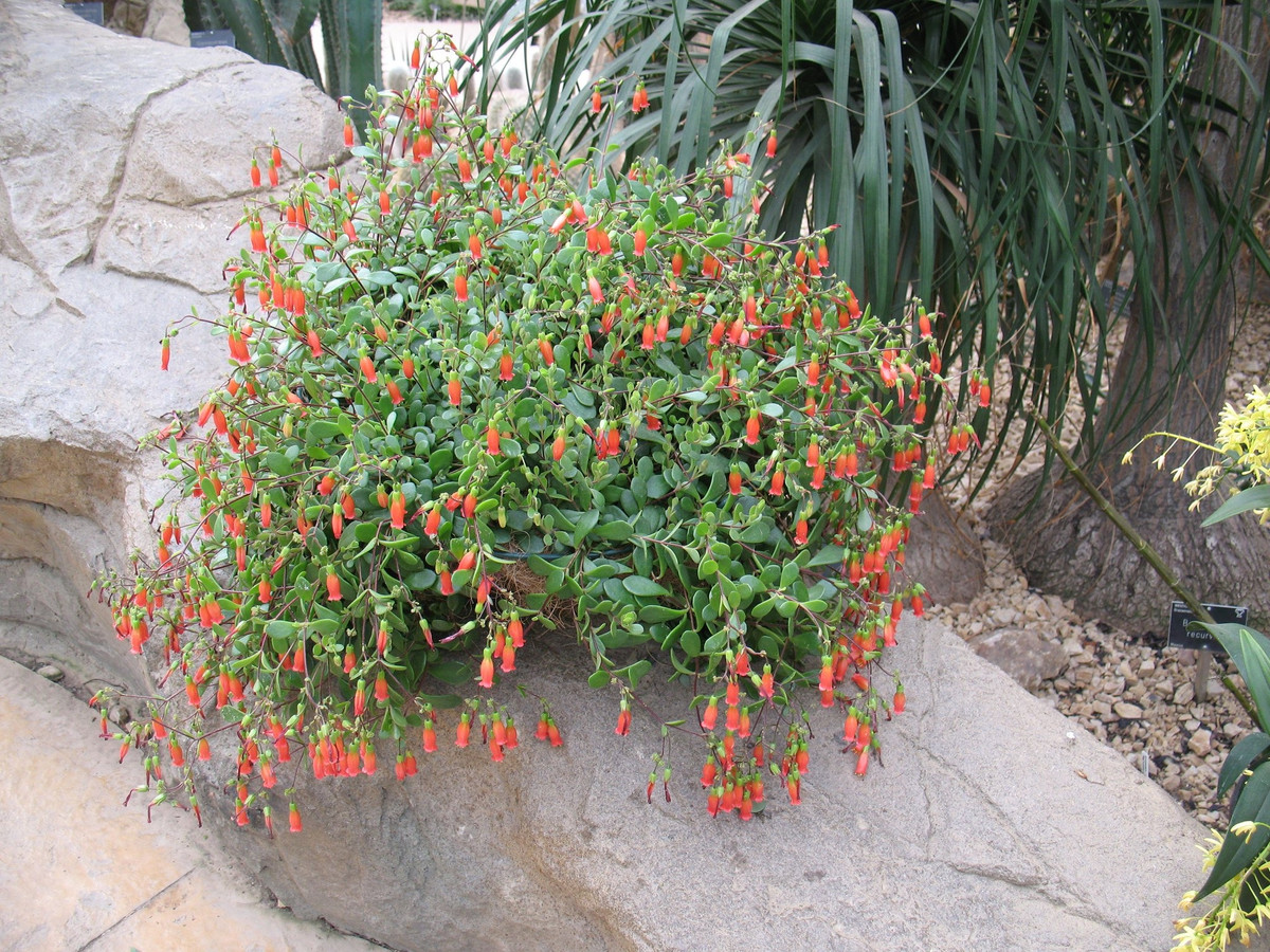 Cây cảnh nữ hoàng, đẹp không góc chết - Hình 6 Cay canh nu hoang, dep khong goc chet-Hinh-6