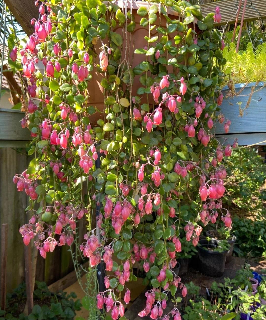 Cây cảnh nữ hoàng, đẹp không góc chết - Hình 3 Cay canh nu hoang, dep khong goc chet-Hinh-3