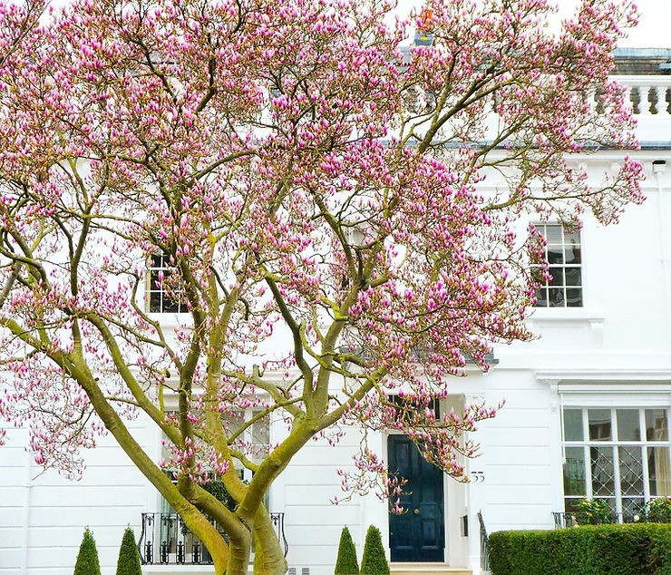 Cây cảnh này với những bông hoa hồng rực to như vốc tay, là một trong những loài mộc lan được ưa chuộng và trồng phổ biến nhất. Hoa mộc lan có ý nghĩa phong thủy tốt, nhiều gia đình, nhà hàng, khách sạn trồng cây cảnh này trước cửa nhà nhằm thu hút tài lộc, may mắn cho gia chủ, giúp việc làm ăn buôn bán cũng như công việc luôn được thuận lợi, thăng tiến. Ảnh minh họa withinlondon 