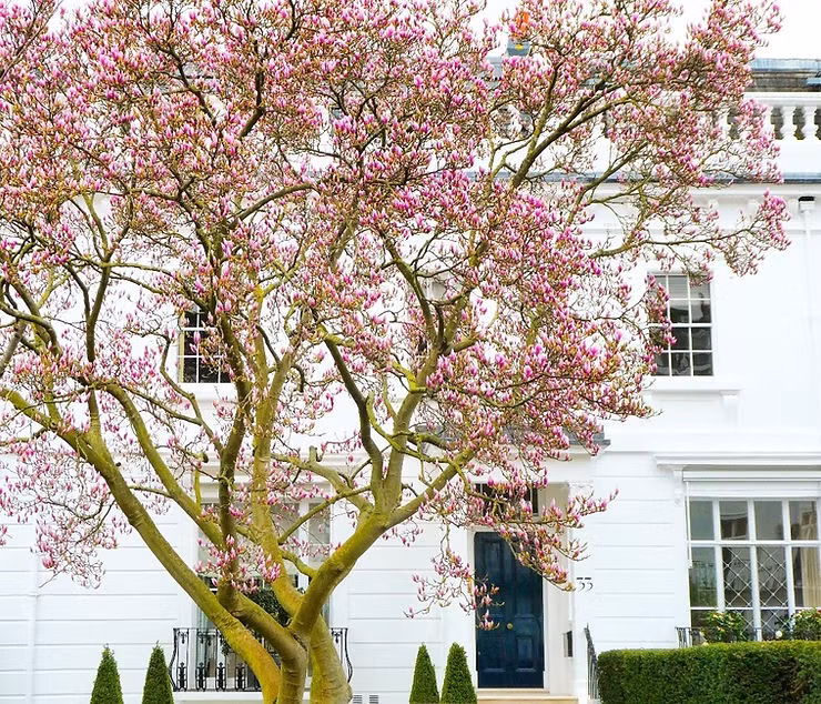 Cây cảnh này với những bông hoa hồng rực to như vốc tay, là một trong những loài mộc lan được ưa chuộng và trồng phổ biến nhất. Hoa mộc lan có ý nghĩa phong thủy tốt, nhiều gia đình, nhà hàng, khách sạn trồng cây cảnh này trước cửa nhà nhằm thu hút tài lộc, may mắn cho gia chủ, giúp việc làm ăn buôn bán cũng như công việc luôn được thuận lợi, thăng tiến. Ảnh minh họa withinlondon 