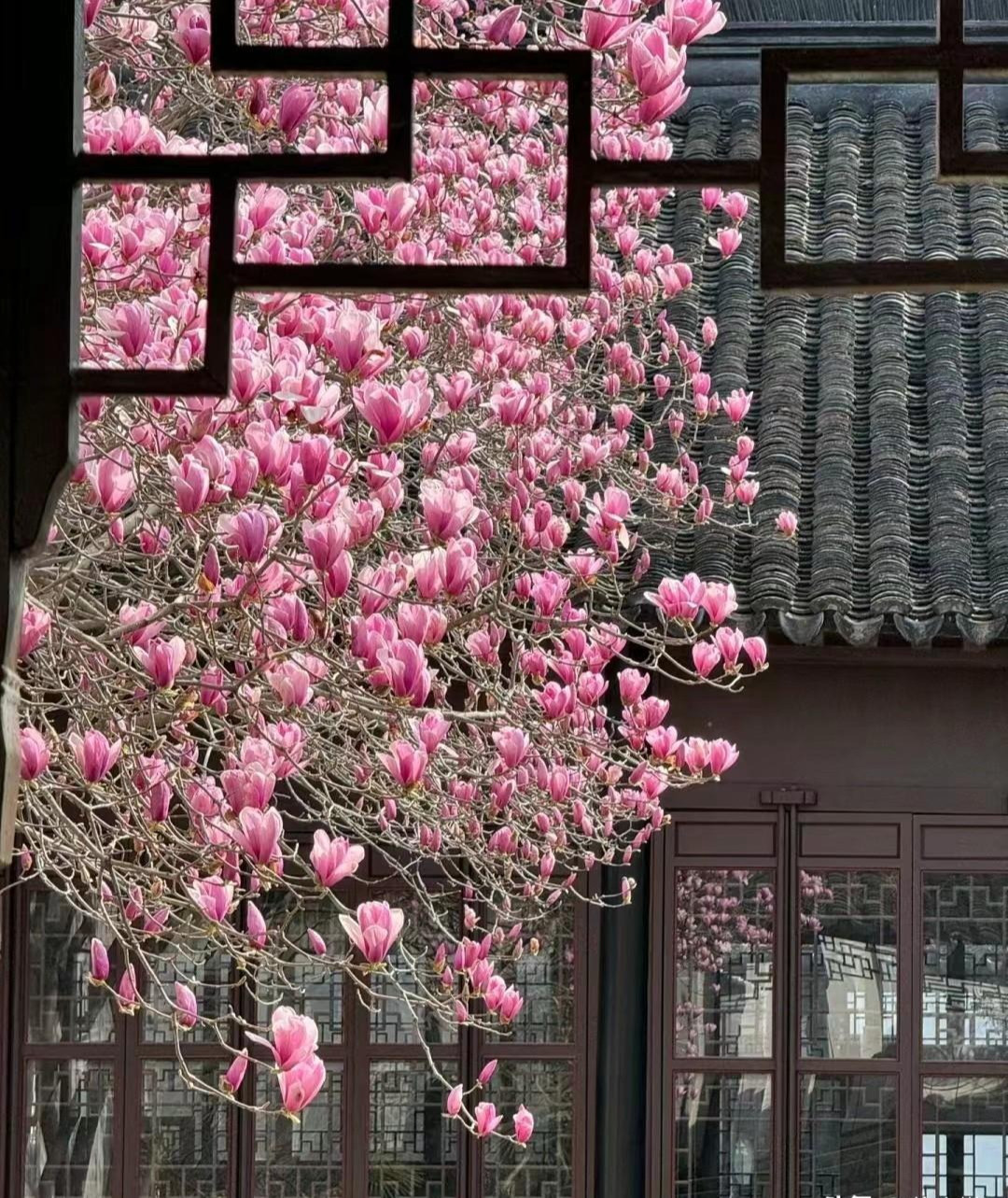 Khi lá rụng thì hoa nở hoa có đường kính 12-15cm, có khi to bằng bàn tay, cánh hoa hình trứng, dày và bóng với nhiều màu sắc như: Hồng, vàng, trắng, tím hoa cà… cánh hoa dày, rất lâu tàn có khi cả tháng hoa mới tàn. Mộc lan có nhiều loại nhưng đối với "team" thích màu hồng bạn nên lựa chọn mộc lan Saucer magnolia, có tên khoa học là Magnolia x soulangiana. Ảnh minh họa Toutiao