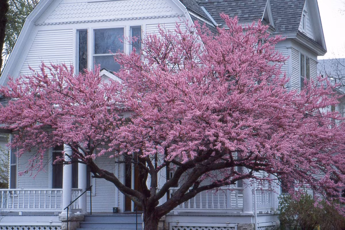  Cây cảnh này cần ít nhất 4 giờ nắng mỗi ngày. Bạn hãy trồng cây cảnh ở nơi có ánh nắng đầy đủ để cây có được dáng đẹp, hoa nở nhiều. 1-2 năm sau khi trồng, trong khi rễ đang lan rộng và phát triển khả năng cung cấp độ ẩm cho cây, bạn nên tưới nước cho cây cảnh khi thời tiết khô hanh. Ảnh minh họa livingurntrees 