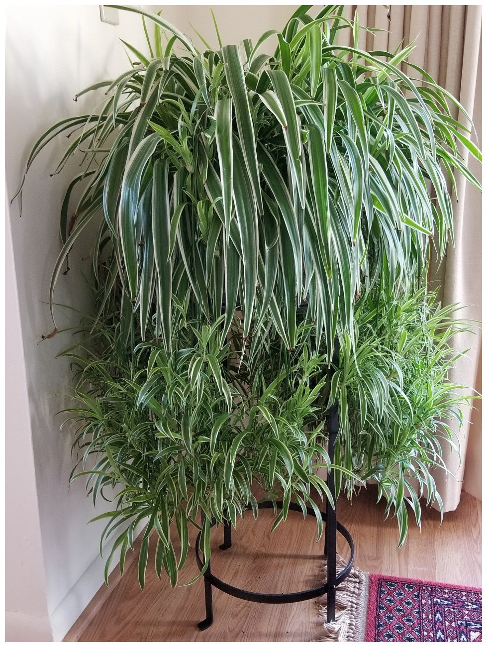 Với hình dáng giản dị, mộc mạc, cây cảnh này thường không được để ý nhiều. Tuy nhiên, nếu bạn muốn chọn 1 cây cảnh dễ trồng, xanh quanh năm, không mất công chăm sóc và có nhiều tác dụng thanh lọc không khí, có ý nghĩa phong thủy tốt lành thì lan chi chính là lựa chọn hàng đầu. Ảnh minh họa beyondbehnkes