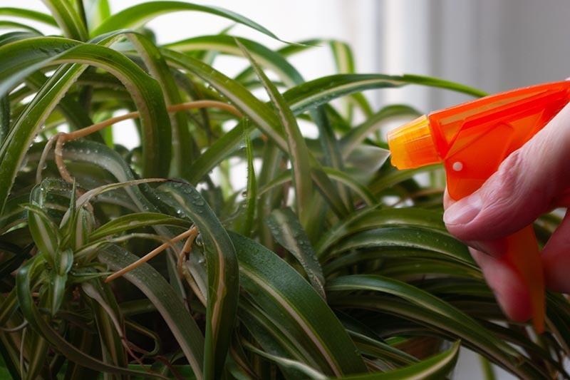  Cây nhện sau một thời gian dài phát triển có thể nở hoa. Dù hoa không đẹp nhưng việc ra hoa của cây cảnh này được coi như dấu hiệu của sức khỏe dồi dào, phú quý, tăng cường vận may cho gia đình. Cây lan chi do bạn trồng nở hoa, bạn sẽ gặp được may mắn, tài lộc. 