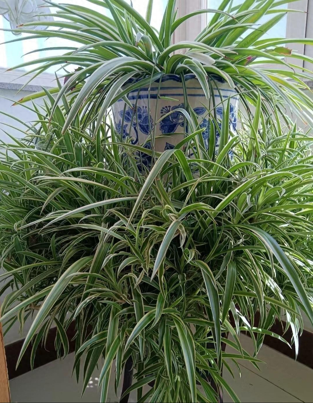  Lan chi có thể phát triển tốt ở nhiều môi trường mà không mất nhiều công chăm sóc. Do đó, trong phong thủy, lan chi là biểu tượng cho sự bền bỉ, kiên cường, không bị khuất phục bởi khó khăn, thử thách trong cuộc sống. 