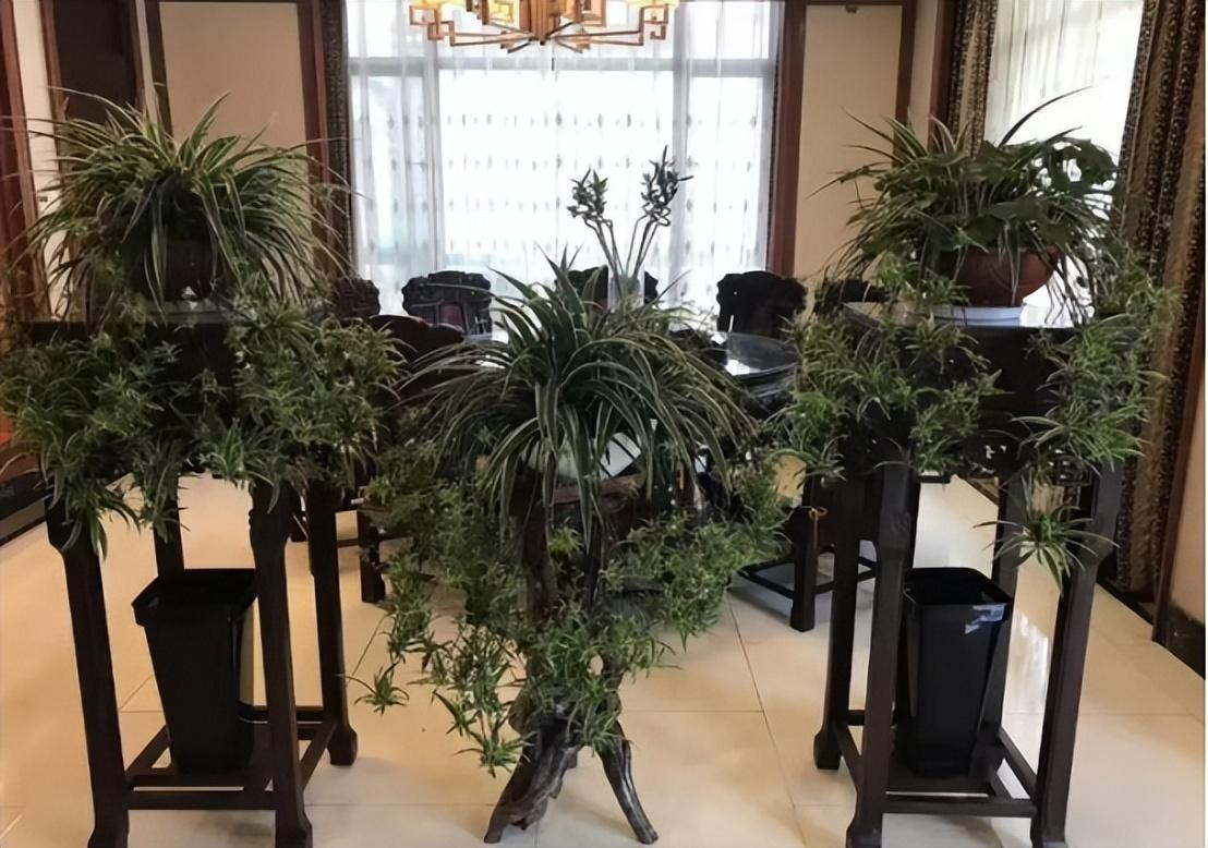 Cây lan chi được gọi với nhiều tên khác nhau như cỏ lan chi, cây dây nhện, cây lan móc,... thuộc họ Asphodelaceae với tên khoa học là Chlorophytum comosum. Tên tiếng Anh của nó cũng đa dạng như Spider plant, spider ivy, ribbon plant... Ảnh minh họa Toutiao 