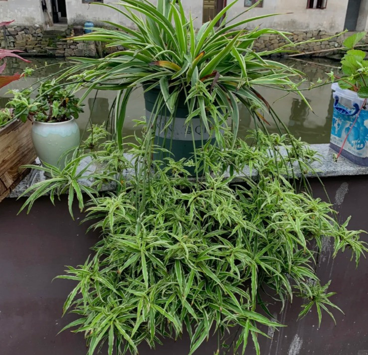  Sau một thời gian sinh con, cây lan chi thực sự giống như một "cái ổ" lớn với cây mẹ và những cây con bu xung quanh. Lúc này, nếu bạn không cắt tỉa chúng thì bụi lan chi có thể sẽ trở thành mớ hỗn độn, vô cùng rối ren. 