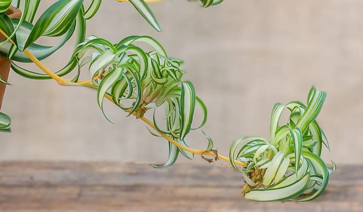  Một chậu cây nhện trong phòng rộng 8-10m2 có tác dụng tương đương với một chiếc máy lọc không khí. Do những ngôi nhà mới cải tạo tiếp tục thải ra các khí độc hại như formaldehyde, các chuyên gia môi trường khuyên bạn nên duy trì hệ thống thông gió nhiều hơn sau khi cải tạo và trồng một số chậu cây nhện.