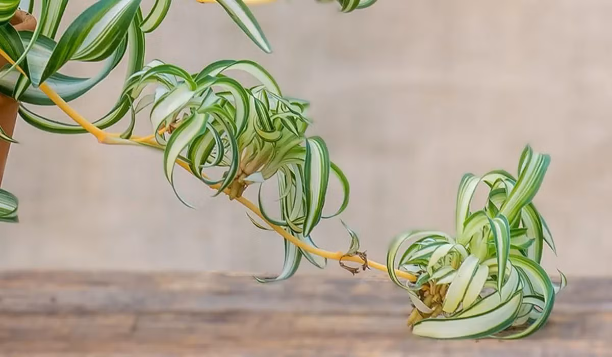  Một chậu cây nhện trong phòng rộng 8-10m2 có tác dụng tương đương với một chiếc máy lọc không khí. Do những ngôi nhà mới cải tạo tiếp tục thải ra các khí độc hại như formaldehyde, các chuyên gia môi trường khuyên bạn nên duy trì hệ thống thông gió nhiều hơn sau khi cải tạo và trồng một số chậu cây nhện.