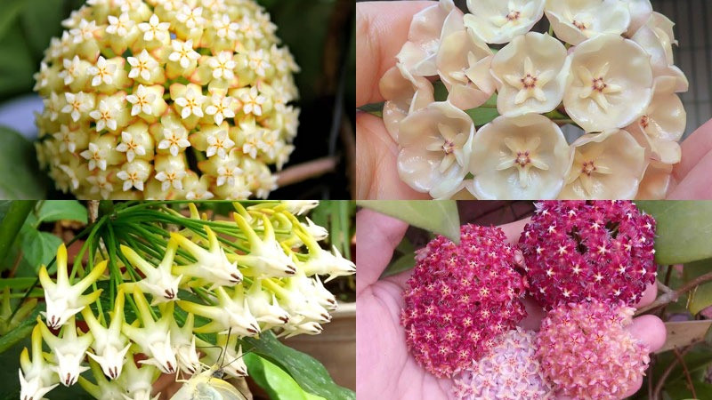 Gia đình này thường xuất hiện trong các khu vườn, là cây cảnh trồng trong nhà được ưa thích, tuy nhiên, ít người biết đến loài cây cảnh như mái tóc xanh này. Cây cảnh xinh đẹp tuyệt vời này xứng đáng được nhiều người biết đến nhiều hơn: Cẩm cù lá kim (Hoya linearis).