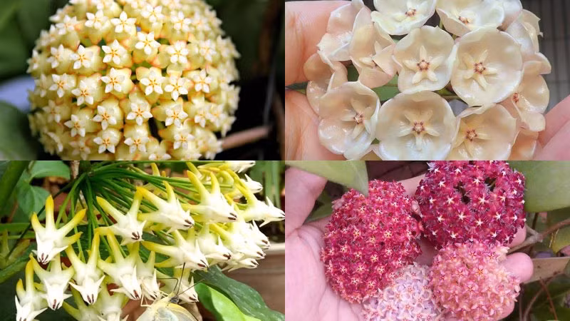 Gia đình này thường xuất hiện trong các khu vườn, là cây cảnh trồng trong nhà được ưa thích, tuy nhiên, ít người biết đến loài cây cảnh như mái tóc xanh này. Cây cảnh xinh đẹp tuyệt vời này xứng đáng được nhiều người biết đến nhiều hơn: Cẩm cù lá kim (Hoya linearis).