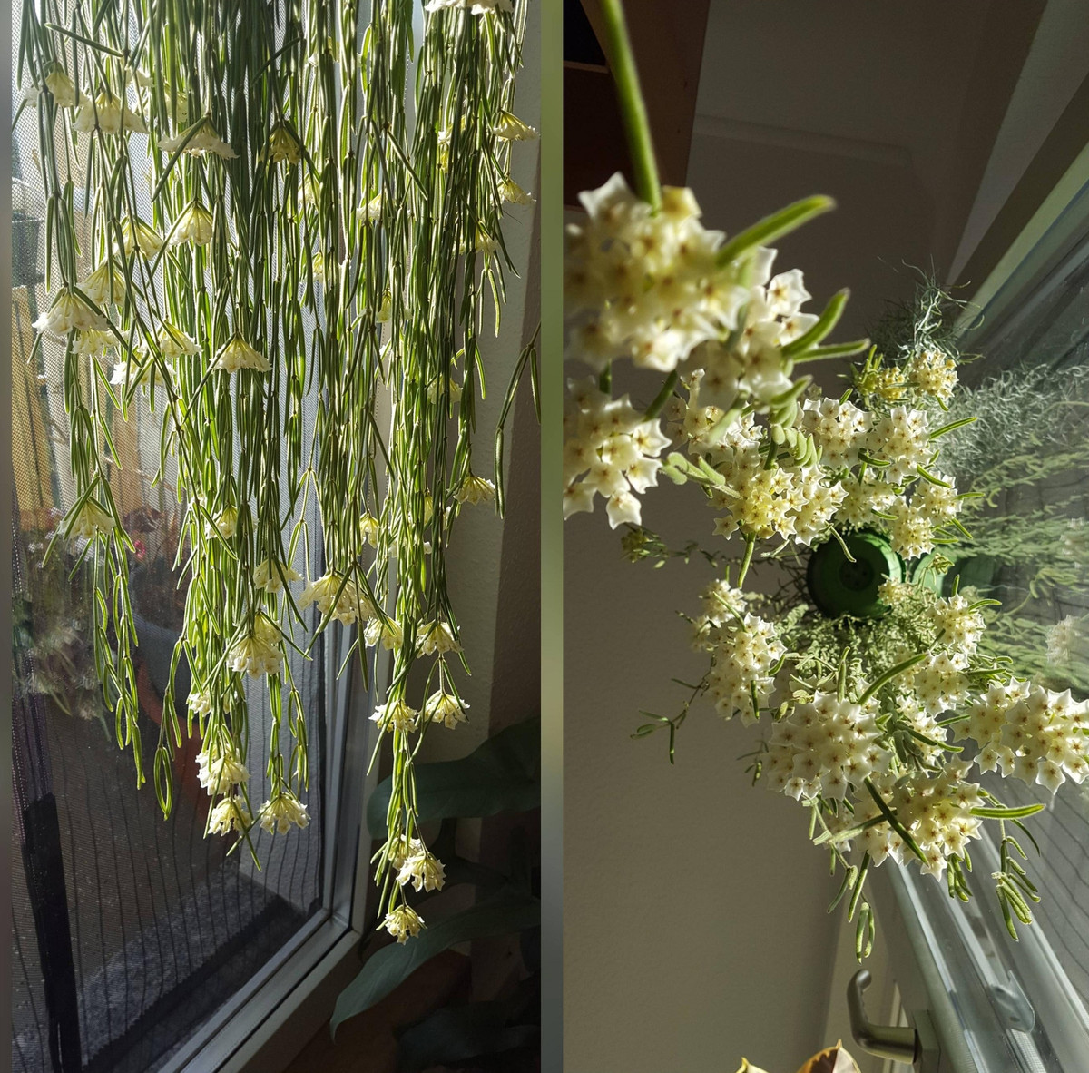 Hoa có sáp bóng nên khi ánh sáng chiếu vào và cành lá đung đưa, bạn sẽ cảm thấy như những ngôi sao lấp lánh. Hơn nữa, loài hoa này còn có mùi thơm gần như vỏ cam quýt, rất dễ chịu, thư giãn và có tính thanh lọc không khí rất cao.