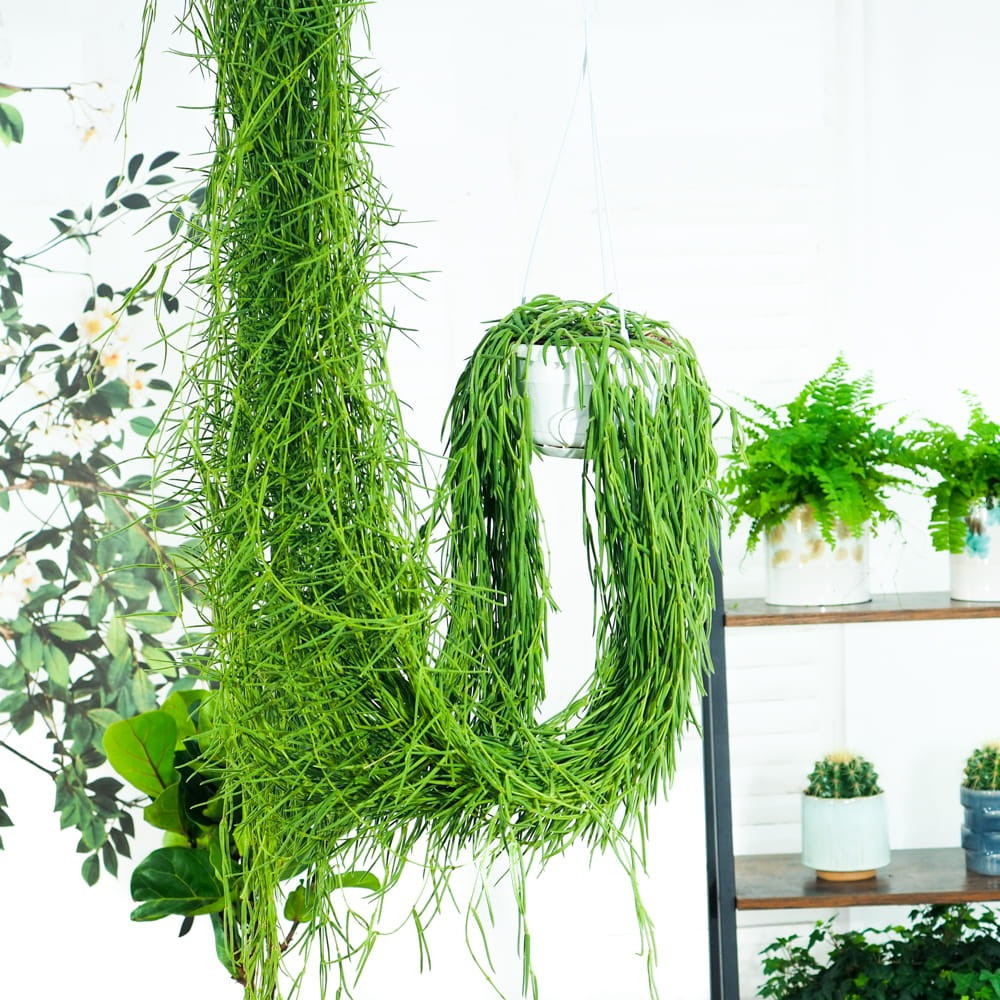 Hiếm có loài hoa nào mà có cả lá vuông, lá tròn, lá trái tim, lá dài, lá kim... Hoa cũng có hoa hình cầu, hình tròn, hoa hình tên lửa, hoa hình chén... Do đó, để phân biệt các loài hoa này với nhau người ta lấy tên "mẹ" Hoya + đặc điểm riêng về lá hoặc màu hoa, hình dạng hoa để nhận diện chúng. Ảnh minh họa houseplantcentral 