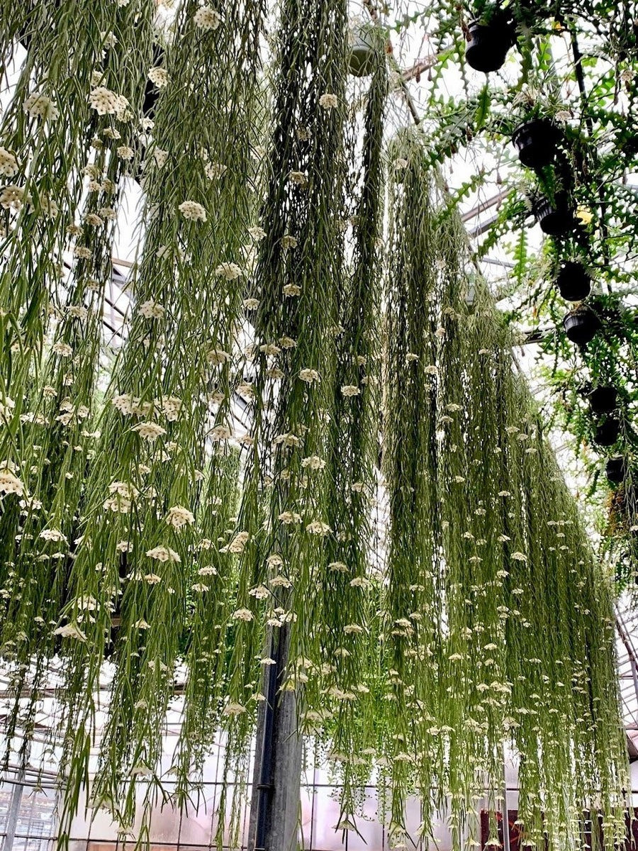 Hơn hết, hoa của cây cảnh này cũng rất đẹp. Cụm hoa mọc ra từ nách lá, ở cuối có hàng chục bông hoa nhỏ hình ngôi sao 5 cánh, màu kem, trong suốt như vỏ sò và ngọc trai.