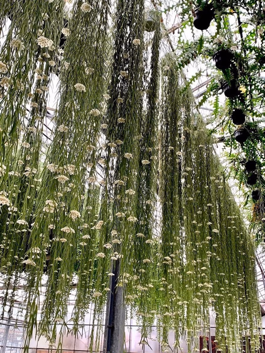 Hơn hết, hoa của cây cảnh này cũng rất đẹp. Cụm hoa mọc ra từ nách lá, ở cuối có hàng chục bông hoa nhỏ hình ngôi sao 5 cánh, màu kem, trong suốt như vỏ sò và ngọc trai.