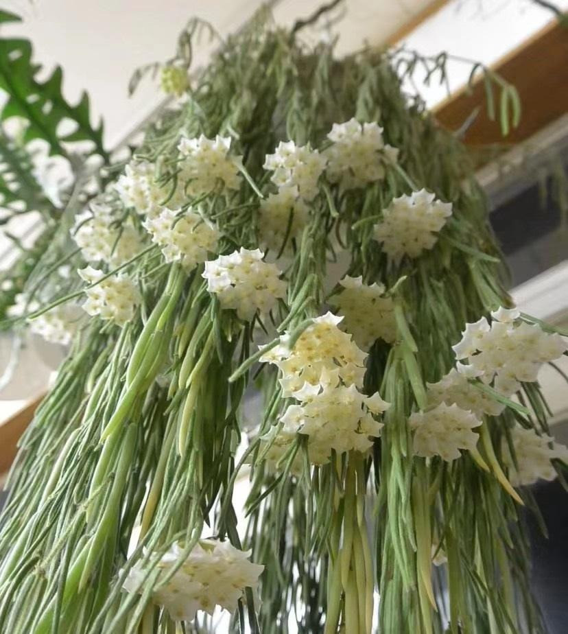  Do đó, chúng ta có cẩm cù lá dài, cẩm cù lá tròn, cẩm cù lá trái tim, cẩm cù lá vuông, lá cứng, lá viền kẻ, lá kim... Hay cẩm cù vàng, cẩm cù trắng, cẩm cù đỏ, hồng, đen, tím... Rồi cẩm cù hình cầu, hình chén, hình tên lửa... Ảnh minh họa Toutiao