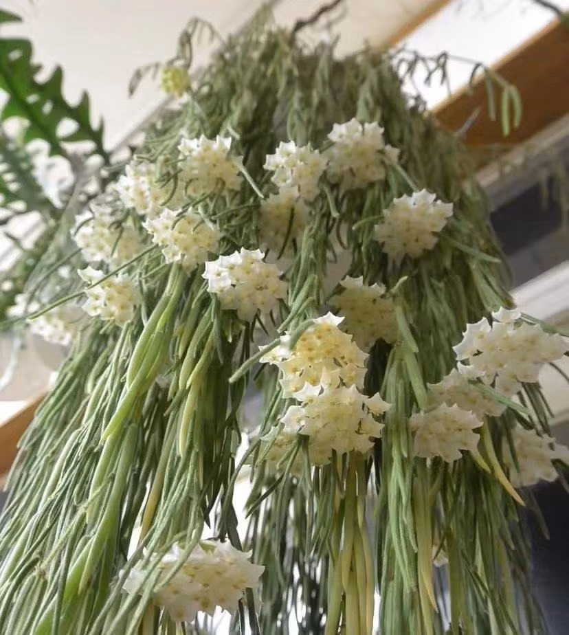  Do đó, chúng ta có cẩm cù lá dài, cẩm cù lá tròn, cẩm cù lá trái tim, cẩm cù lá vuông, lá cứng, lá viền kẻ, lá kim... Hay cẩm cù vàng, cẩm cù trắng, cẩm cù đỏ, hồng, đen, tím... Rồi cẩm cù hình cầu, hình chén, hình tên lửa... Ảnh minh họa Toutiao