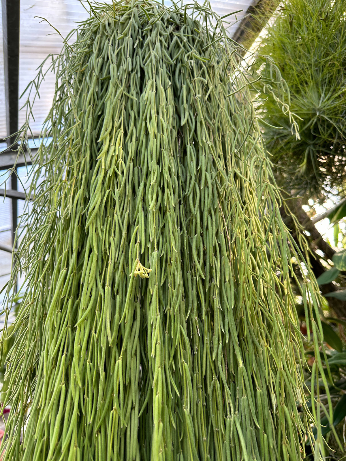  Chúng giống như thác nước xanh, lại tựa như mái tóc dài của người con gái trẻ trung và tràn đầy hơi thở thanh xuân với những bông hoa điểm xuyết vô cùng xinh đẹp.