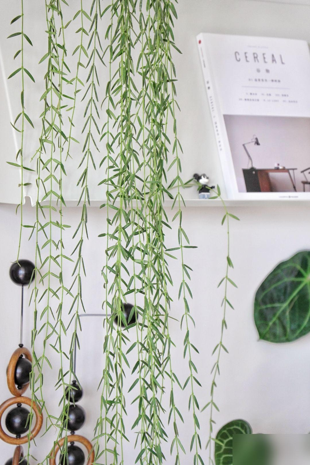 Một trong những loại cẩm cù mà chúng ta ít biết đến là cẩm cù lá kim, tên khoa học là Hoya linearis Wall. ex D.Don, thuộc chi Hoya, họ Apocynaceae. Đây là cây cảnh kỳ lạ của chi Hoya, mới xuất hiện trong vài năm gần đây và nhanh chóng trở thành "thú cưng mới" của người yêu cây cảnh. 