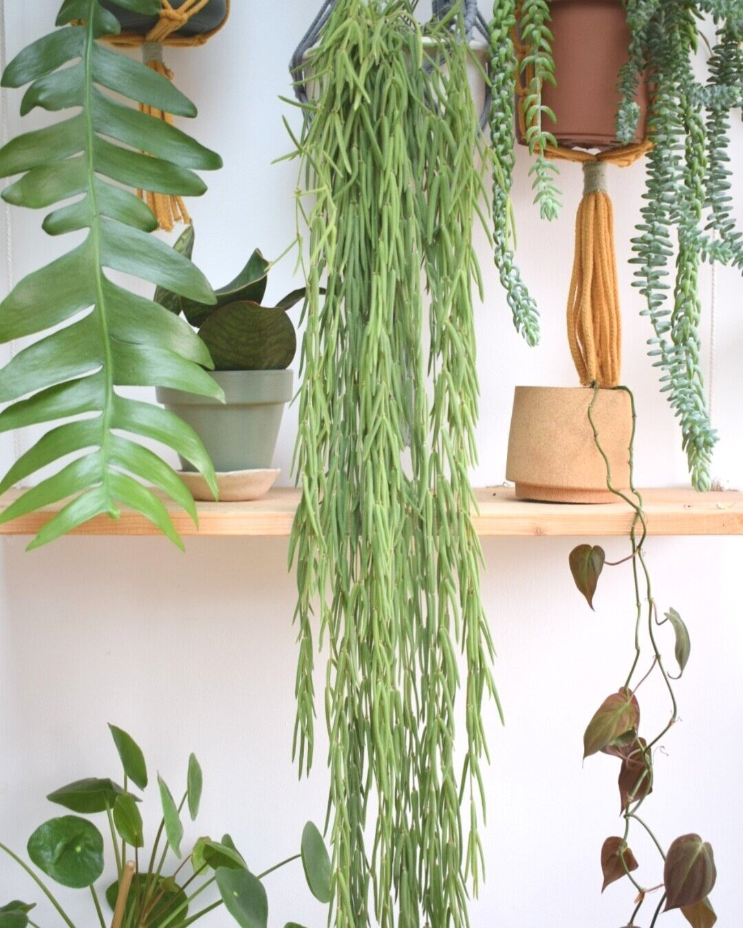 Có thể thấy, chi cẩm cù (Hoya) có sự đa dạng về hình thức, màu sắc nhất trong các loại thực vật. Chúng bao gồm hơn 500 loài, không chỉ khác nhau về màu hoa mà lá cũng là sự đa dạng khó lường. Ảnh minh họa greenroomsmarket