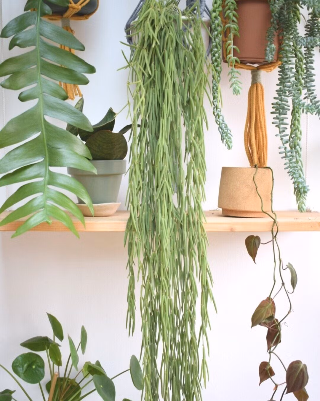 Có thể thấy, chi cẩm cù (Hoya) có sự đa dạng về hình thức, màu sắc nhất trong các loại thực vật. Chúng bao gồm hơn 500 loài, không chỉ khác nhau về màu hoa mà lá cũng là sự đa dạng khó lường. Ảnh minh họa greenroomsmarket