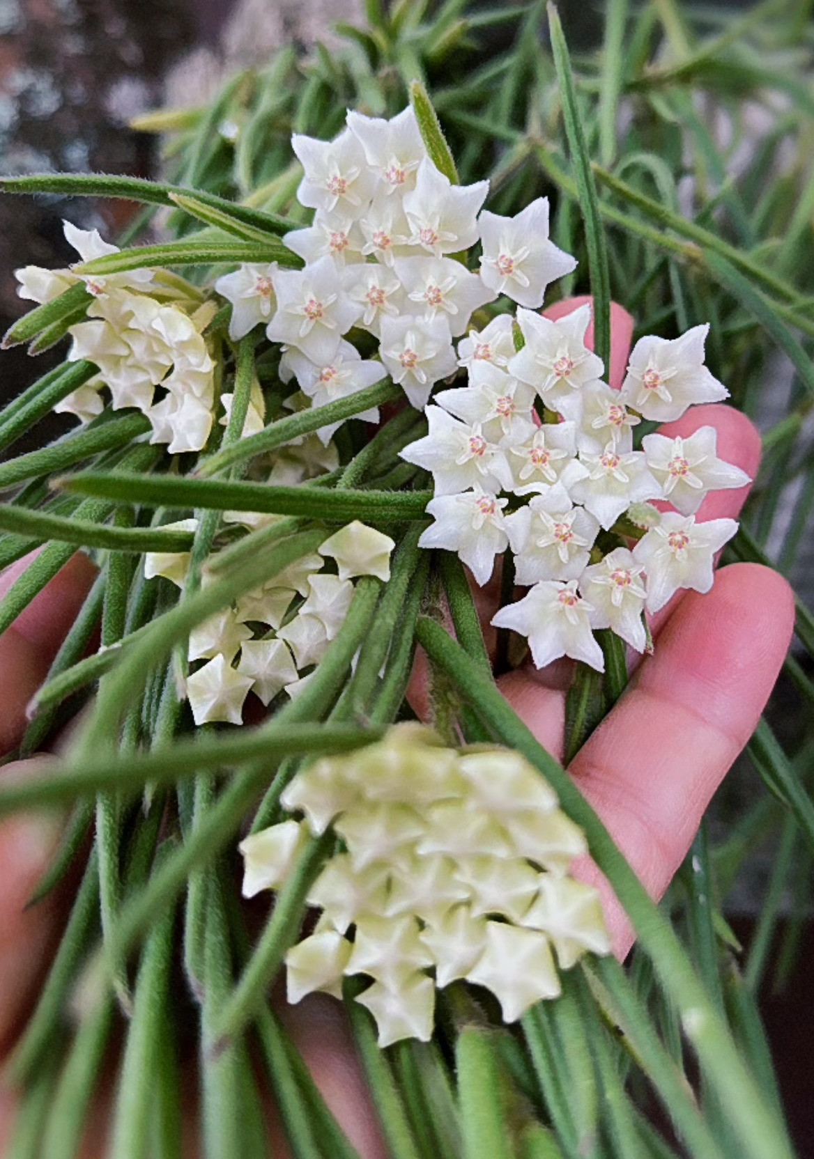 Lá của nó dài và nhiều thịt, xanh quanh năm, ngay cả trong mùa đông, cây cảnh này cũng không rụng lá. Dù không nở hoa, chúng vẫn là những cây tán lá tuyệt vời để cho bạn chiêm ngưỡng.