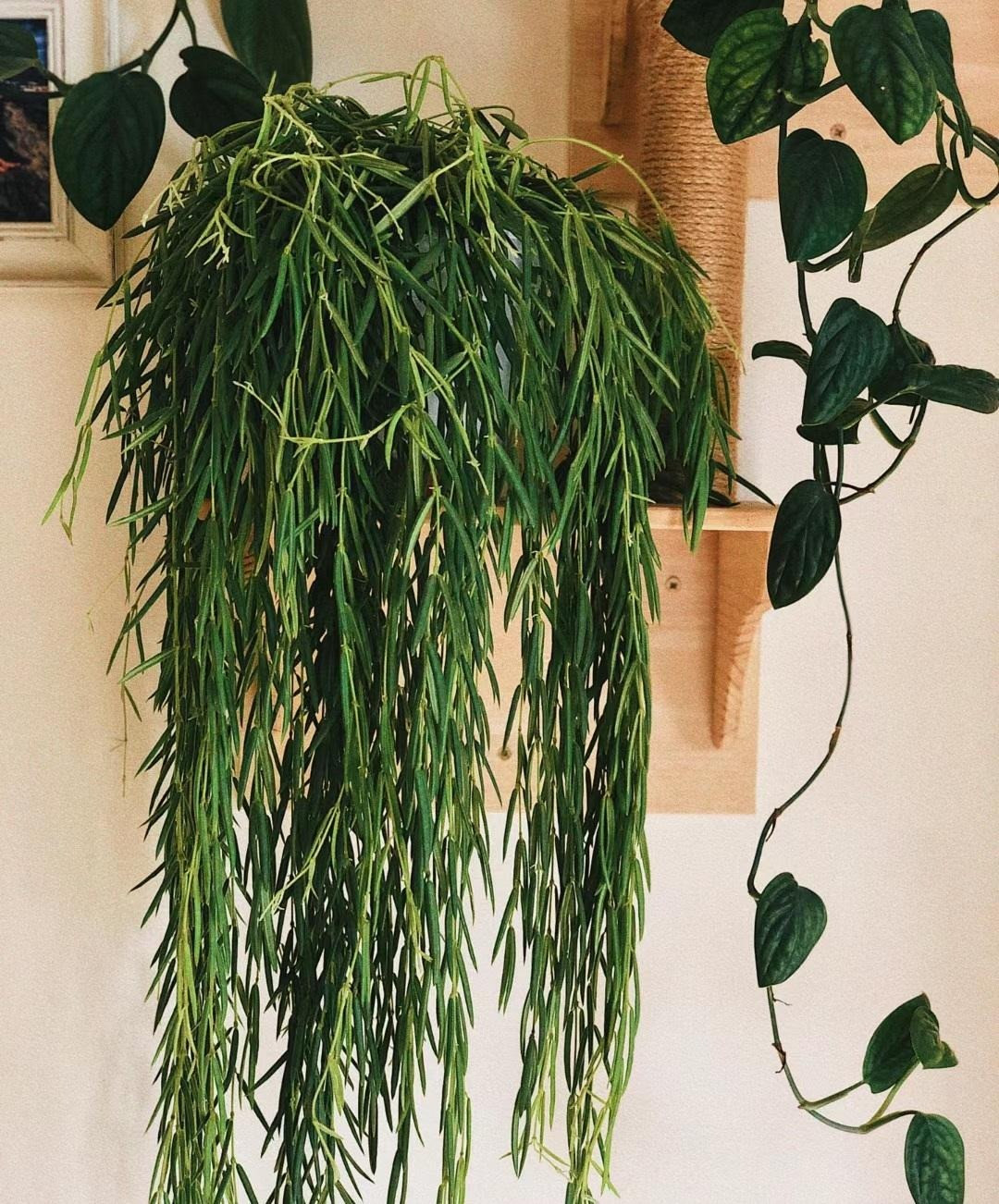 Nếu chỉ nhìn lá và dáng hình của cây cảnh này, nhiều người sẽ thấy lạ. Chỉ đến khi nhìn những bông hoa trắng lóng lánh, phát sáng như sao, mọi người mới cảm thấy hơi quen thuộc. Cẩm cù lá kim (Hoya linearis). Ảnh minh họa Toutiao