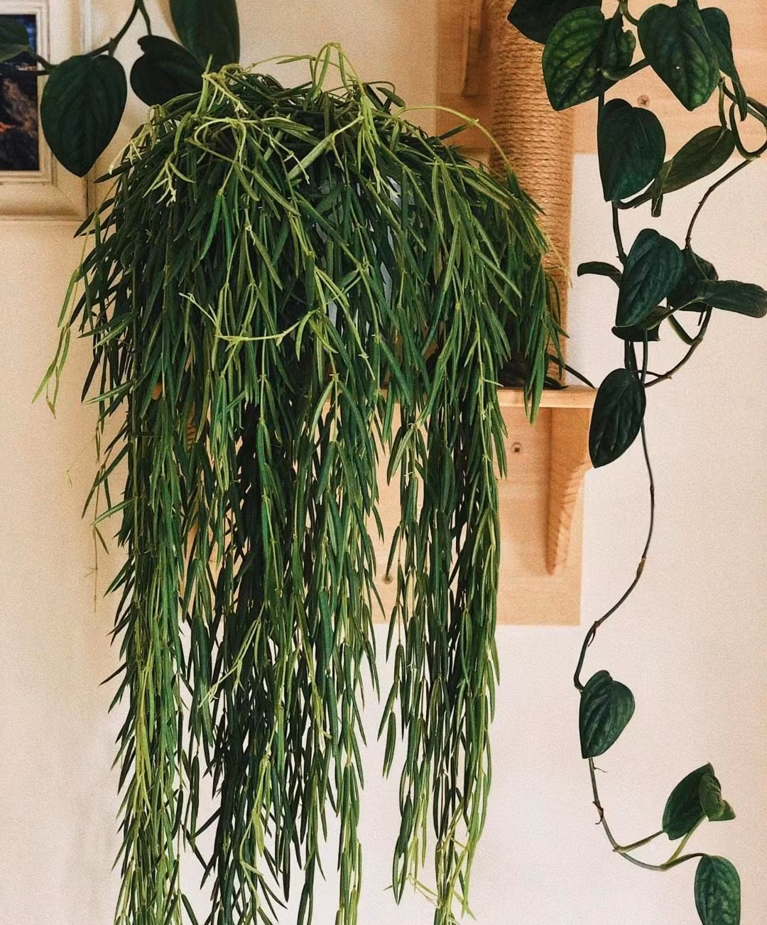 Nếu chỉ nhìn lá và dáng hình của cây cảnh này, nhiều người sẽ thấy lạ. Chỉ đến khi nhìn những bông hoa trắng lóng lánh, phát sáng như sao, mọi người mới cảm thấy hơi quen thuộc. Cẩm cù lá kim (Hoya linearis). Ảnh minh họa Toutiao