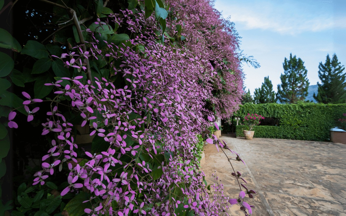 Choang vang ve dep cua loai cay hoa hong tim bong benh nhu may-Hinh-18