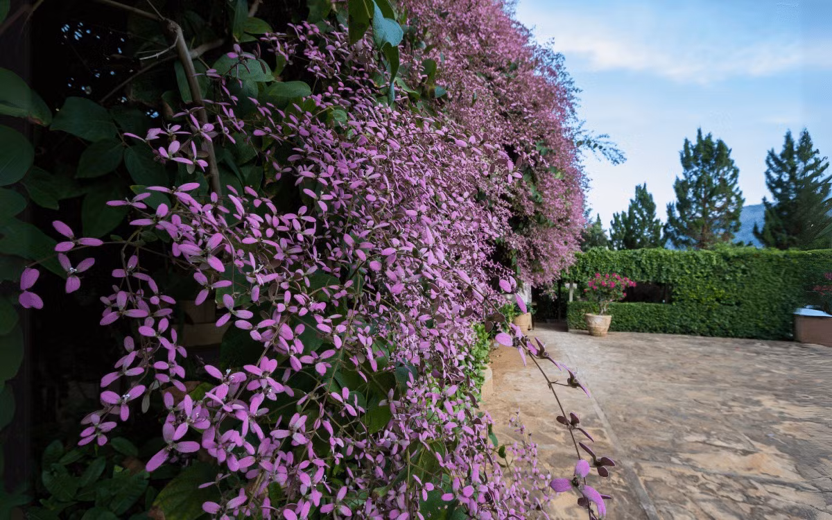 Choáng váng vẻ đẹp của loài cây hoa hồng tím bồng bềnh như mây - Hình 18 Choang vang ve dep cua loai cay hoa hong tim bong benh nhu may-Hinh-18