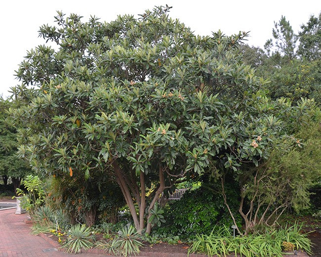  Nó phát triển qua bốn mùa, ra nụ vào mùa thu, nở hoa vào mùa đông, kết trái vào mùa xuân và trưởng thành vào đầu mùa hè. Có thể nói, cây cảnh này hấp thụ tinh hoa của bốn mùa. Khi quả chín sẽ có màu vàng và căng mọng, có hương vị ngọt ngào, ngon miệng. Ảnh minh họa selectree