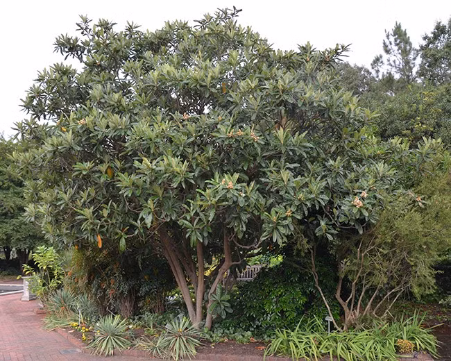  Nó phát triển qua bốn mùa, ra nụ vào mùa thu, nở hoa vào mùa đông, kết trái vào mùa xuân và trưởng thành vào đầu mùa hè. Có thể nói, cây cảnh này hấp thụ tinh hoa của bốn mùa. Khi quả chín sẽ có màu vàng và căng mọng, có hương vị ngọt ngào, ngon miệng. Ảnh minh họa selectree