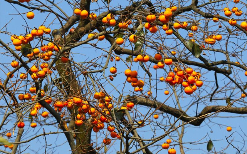 Theo người xưa, quả hồng có nghĩa là mọi việc suôn sẻ, những điều tốt đẹp nối tiếp nhau xảy ra. Cây cảnh này tượng trưng cho sự may mắn và thịnh vượng.