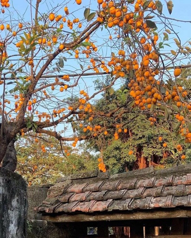 Quả hồng chín có màu đỏ cam tươi, tượng trưng cho sức khỏe và tuổi thọ. Cây hồng cũng có tuổi thọ rất cao, càng có ý nghĩa về trường tồn. Người xưa cho rằng, cây cảnh này tượng trưng cho sự tích lũy của cải và thu hoạch, là loại cây trồng trong vườn ưa thích của nhiều người. 
