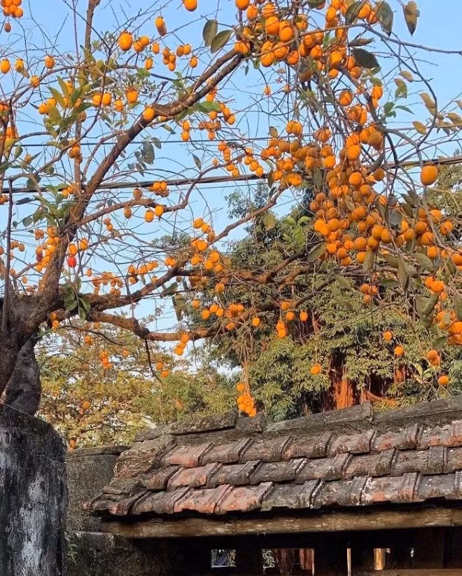 Quả hồng chín có màu đỏ cam tươi, tượng trưng cho sức khỏe và tuổi thọ. Cây hồng cũng có tuổi thọ rất cao, càng có ý nghĩa về trường tồn. Người xưa cho rằng, cây cảnh này tượng trưng cho sự tích lũy của cải và thu hoạch, là loại cây trồng trong vườn ưa thích của nhiều người. 