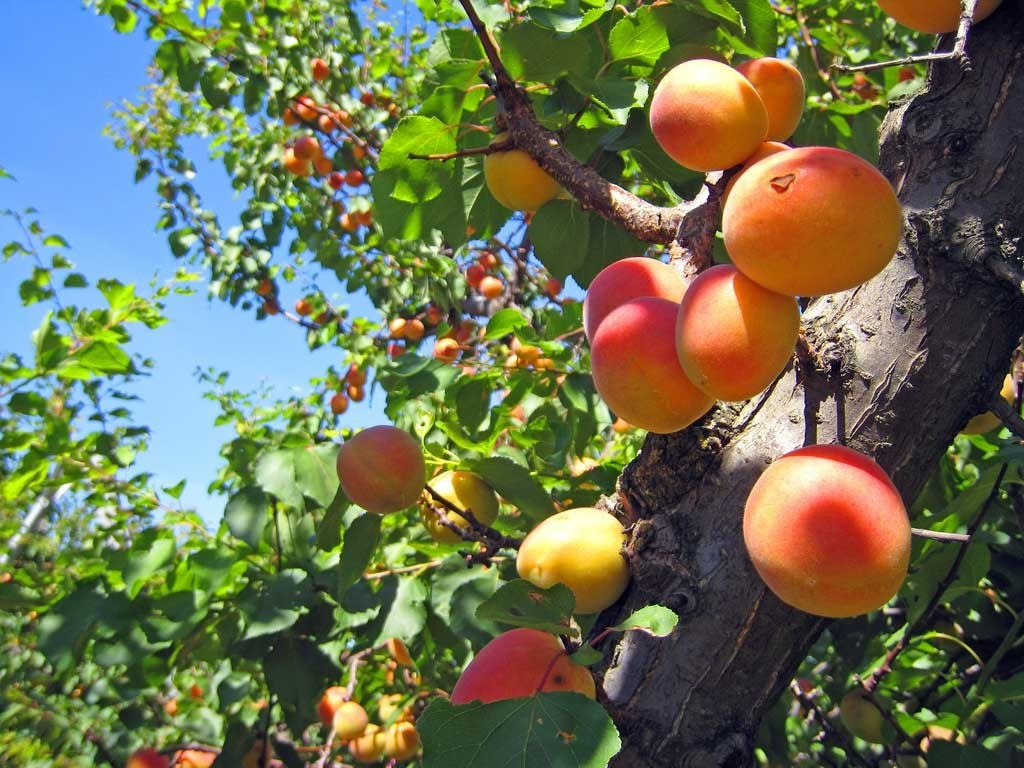  Theo người xưa, cánh hoa mai thường có năm cánh, năm cánh này lần lượt tượng trưng cho ngũ phúc. Cánh thứ nhất tượng trưng cho sự trường thọ; Cánh thứ hai tượng trưng cho phú quý, tiền của dồi dào, địa vị tôn quý. Ảnh minh họa Toutiao